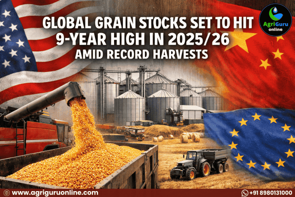 Global Grain Stocks Set to Hit 9-Year High in 2025/26 Amid Record Harvests