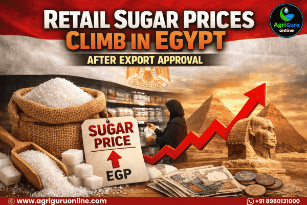 Retail Sugar Prices Climb in Egypt After Export Approval