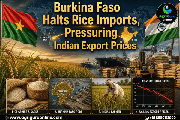 Burkina Faso Halts Rice Imports, Pressuring Indian Export Prices