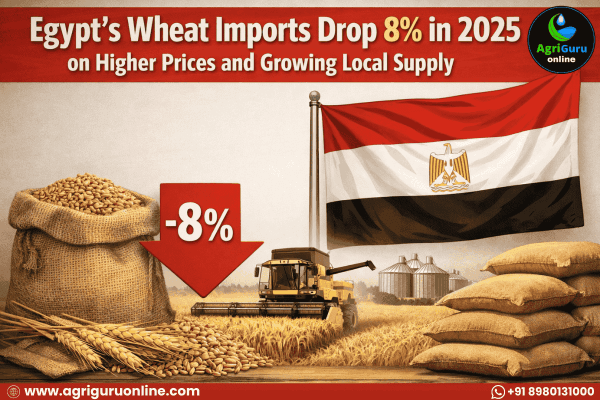 Egypt’s Wheat Imports Drop 8% in 2025 on Higher Prices and Growing Local Supply
