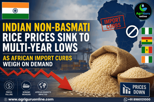 Indian Non-Basmati Rice Prices Sink to Multi-Year Lows as African Import Curbs Weigh on Demand