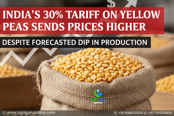 India Imposes 30% Import Duty on Yellow Peas to Support Pulse Farmers