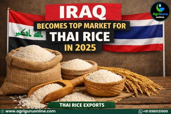 Iraq Becomes Top Market for Thai Rice in 2025