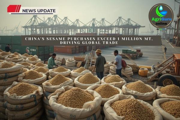 China’s Sesame Purchases Exceed 1 Million MT, Driving Global Trade