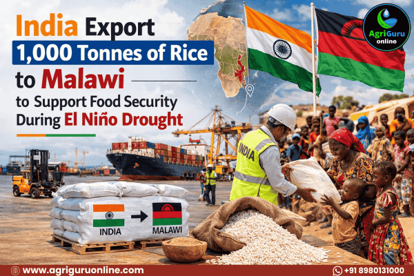India Export 1,000 Tonnes of Rice to Malawi to Support Food Security During El Niño Drought