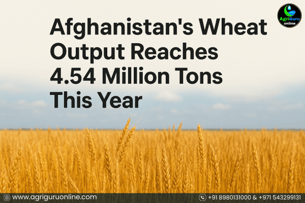 Afghanistan’s Wheat Output Reaches 4.54 Million Tons This Year