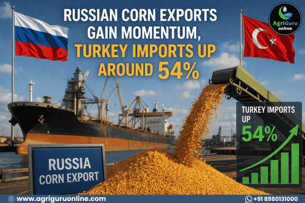 Russian Corn Exports Gain Momentum, Turkey Imports Up Around 54%