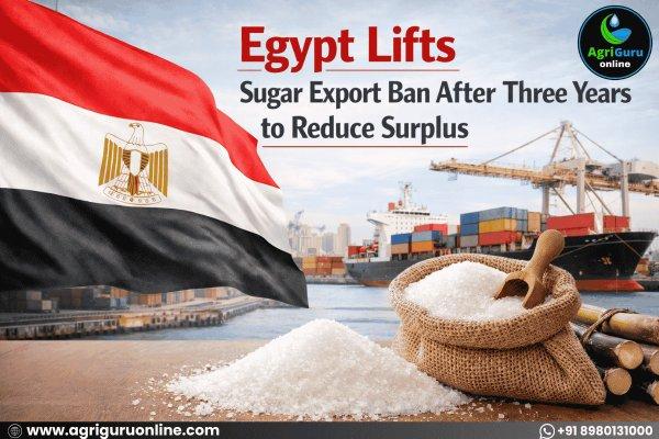 Egypt Lifts Sugar Export Ban After Three Years to Reduce Surplus