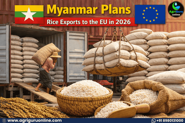 Myanmar Plans Rice Exports to the EU in 2026