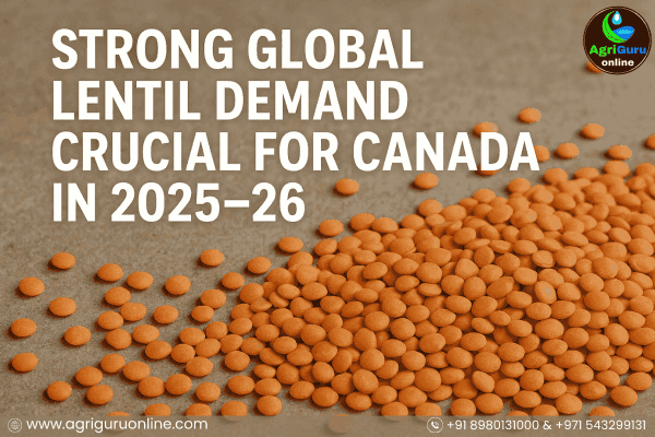 Strong Global Lentil Demand Crucial for Canada in 2025–26