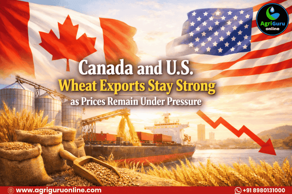 Canada and U.S. Wheat Exports Stay Strong as Prices Remain Under Pressure