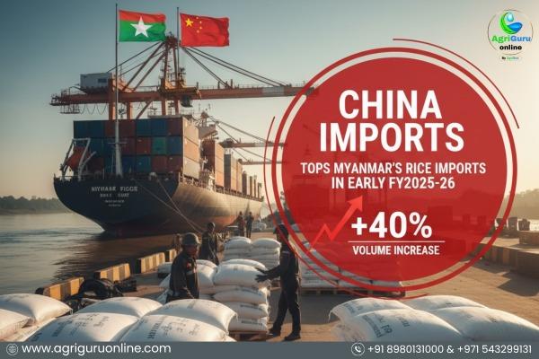 China Tops Myanmar’s Rice Imports in Early FY2025–26