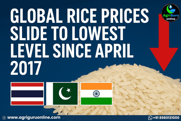 Global rice prices drop to lowest since April 2017