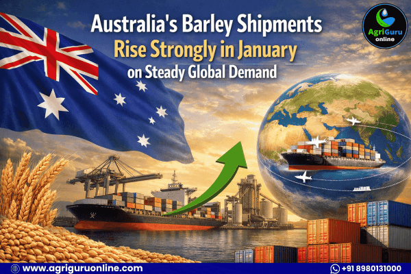 Australia’s Barley Shipments Rise Strongly in January on Steady Global Demand