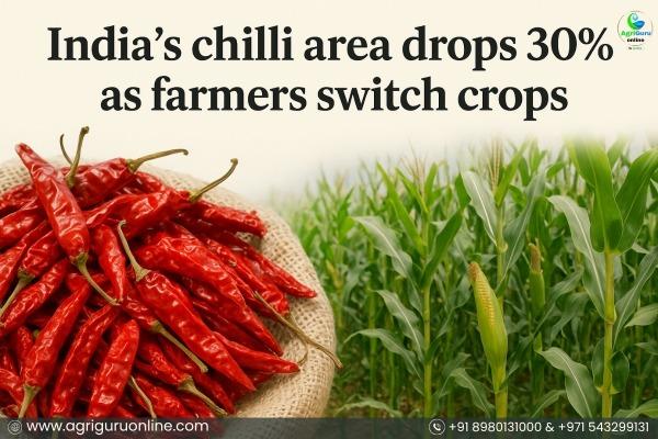 India’s Chilli Area Drops 30% As Farmers Switch Crops