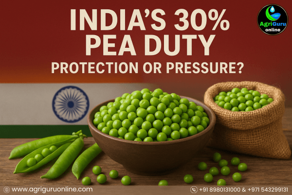 India’s 30% Pea Duty: Protection or Pressure?