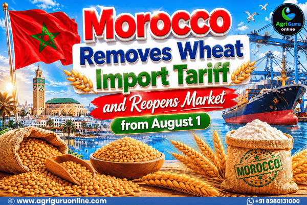 Morocco Removes Wheat Import Tariff and Reopens Market from August 1