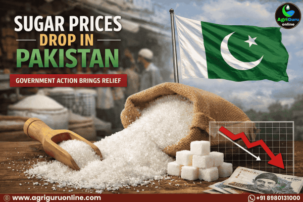 Pakistan Sugar Prices Decline After Government Action