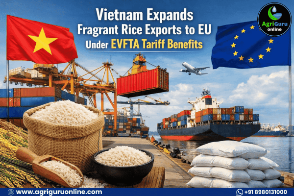 Vietnam Expands Fragrant Rice Exports to EU Under EVFTA Tariff Benefits