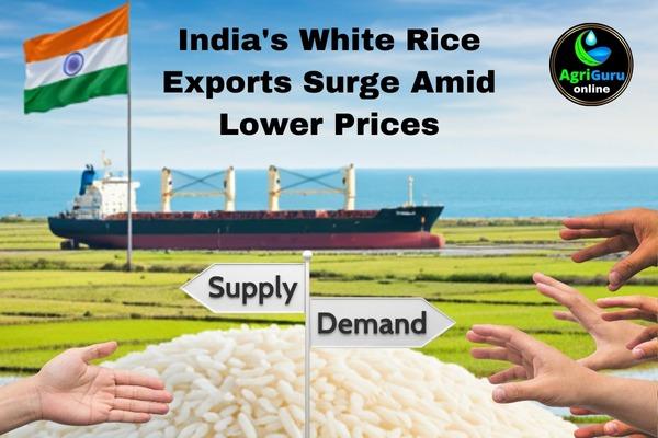 India’s White Rice Exports Surge Amid Lower Prices