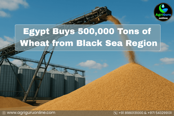 Egypt Buys 500,000 Tons of Wheat from Black Sea Region