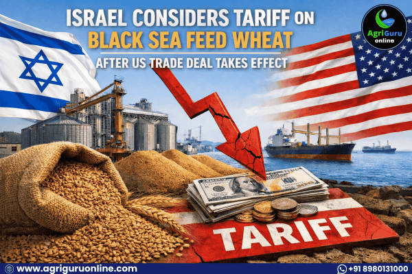 Israel Considers Tariff on Black Sea Feed Wheat After US Trade Deal Takes Effect