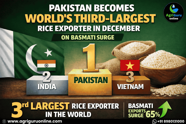 Pakistan Becomes World’s Third-Largest Rice Exporter in December on Basmati Surge