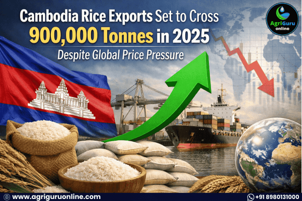 Cambodia Rice Exports Set to Cross 900,000 Tonnes in 2025 Despite Global Price Pressure