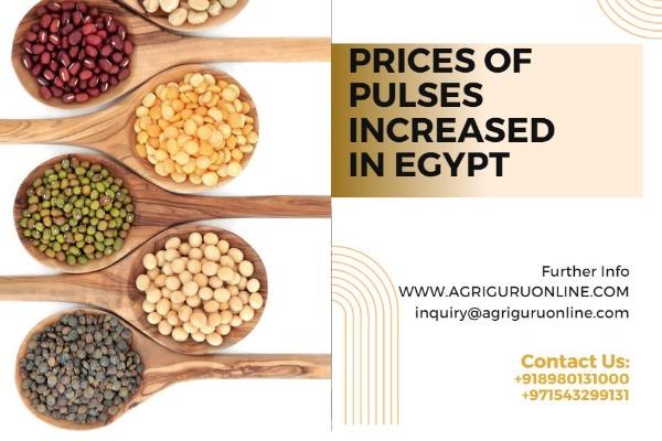 Prices of Pulses Increased In Egypt