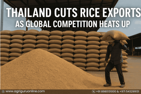 Thailand Cuts Rice Exports as Global Competition Heats Up