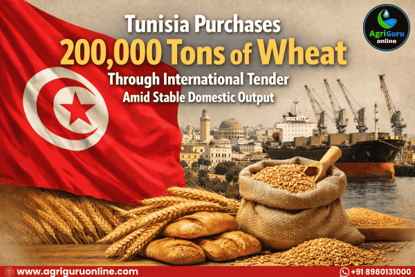 Tunisia Purchases 200,000 Tons of Wheat Through International Tender Amid Stable Domestic Output