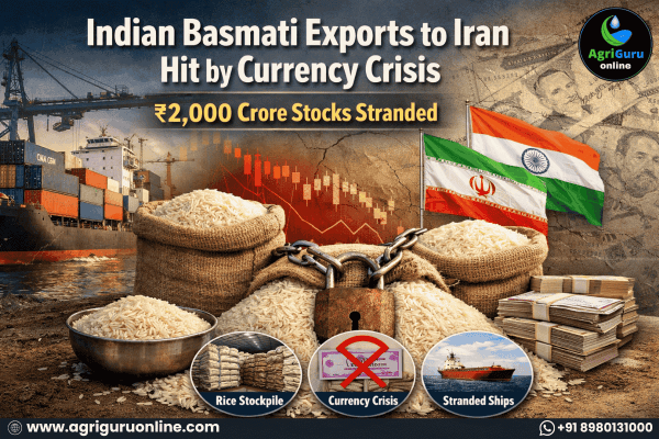 Indian Basmati Exports to Iran Hit by Currency Crisis, ₹2,000 Crore Stocks Stranded