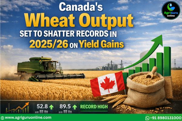Canada's Wheat Output Set to Shatter Records in 2025/26 on Yield Gains