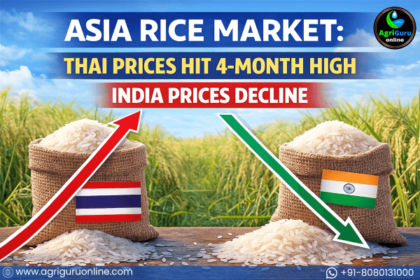 Asia Rice Market: Thai Prices Hit 4-Month High, India Prices Decline