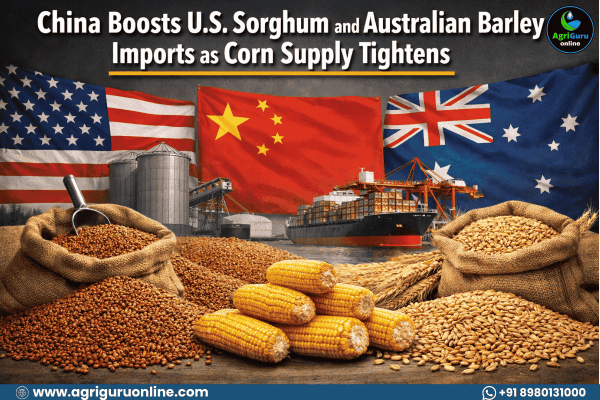 China Boosts U.S. Sorghum and Australian Barley Imports as Corn Supply Tightens