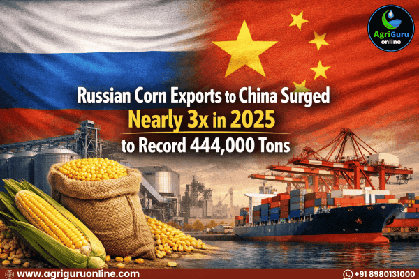 Russian Corn Exports to China Surged Nearly 3x in 2025 to Record 444,000 Tons