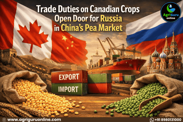 Trade Duties on Canadian Crops Open Door for Russia in China’s Pea Market