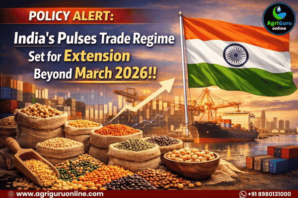 POLICY ALERT: India’s Pulses Trade Regime Set for Extension Beyond March 2026!!