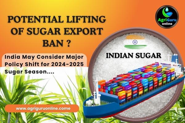 Potential Lifting of Sugar Export Ban ?
