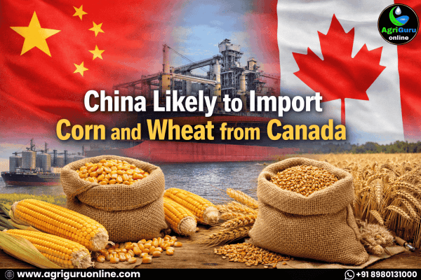 China Likely to Import Corn and Wheat from Canada