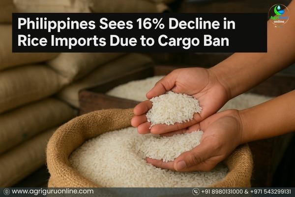 Philippines Sees 16% Decline in Rice Imports Due to Cargo Ban
