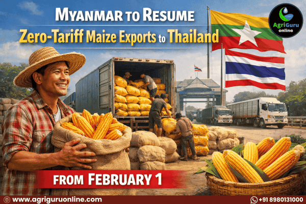 Myanmar to Resume Zero-Tariff Maize Exports to Thailand from February 1