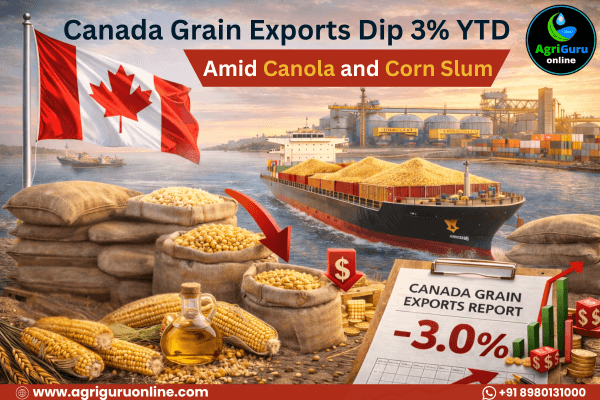 Canada Grain Exports Dip 3% YTD Amid Canola and Corn Slumps