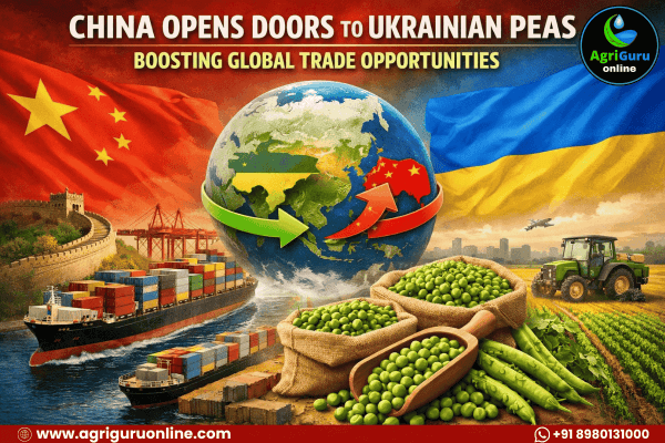 China Opens Doors to Ukrainian Peas, Boosting Global Trade Opportunities