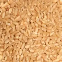 Soft Wheat