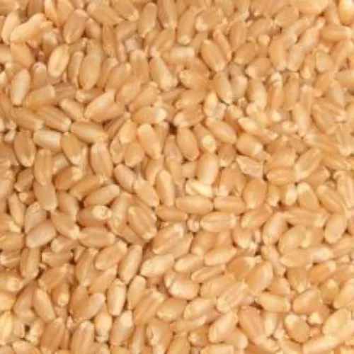 Soft Wheat