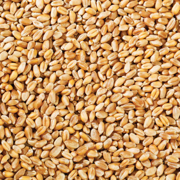 Australian Milling Wheat