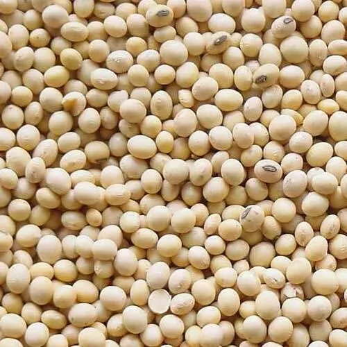 Soybean (West Africa)