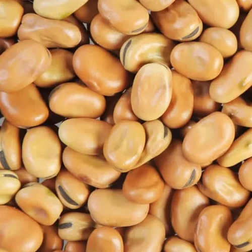 Feba Beans