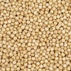 Indian Sorghum